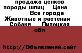 продажа ценков породы шпиц  › Цена ­ 35 000 - Все города Животные и растения » Собаки   . Липецкая обл.